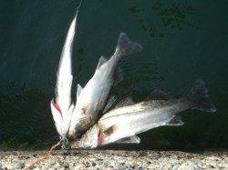 エビ撒き面白い♪泉大津RT（16日・朝）