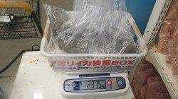 堺堤防 エギングでアオリイカ釣果