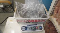 堺堤防 エギングでアオリイカ釣果