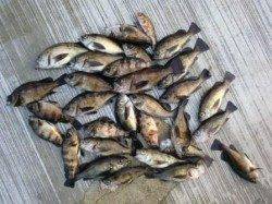 神戸空港、夜のメバル！シラサとシロウオ両方必