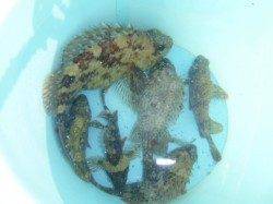 神戸空港ＲＴ、良型ガシラ出ました！