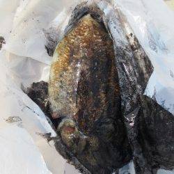 コウイカが良いです！【１６日】雑賀崎RT