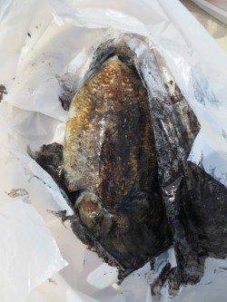 コウイカが良いです！【１６日】雑賀崎RT