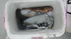 すさみ町江住 ヤエン＆ウキ釣りでアオリイカ2.3kg