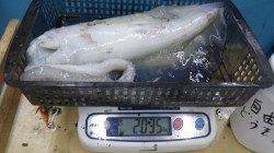 アオリイカが乗りっぱなし！！須江でのヤエン釣り