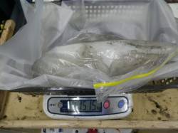 すさみ地磯 ヤエンでアオリイカ〜1970g…