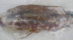 江住でヤエン釣りアオリイカ釣果。