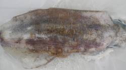 江住でヤエン釣りアオリイカ釣果。