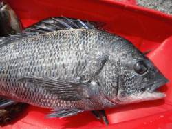  和田防、いけるぞ！ 