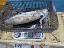 串本町田子駅周辺地磯でヤエン釣り、アオリの釣果