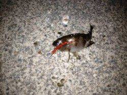 ランガンしながらメバリング、アジュール舞子〜垂水漁港