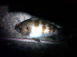 本荘人工島でのメバリング釣果