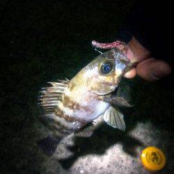 本荘人工島でのメバリング釣果