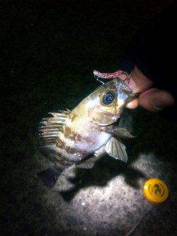 本荘人工島でのメバリング釣果