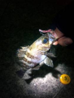 本荘人工島でのメバリング釣果