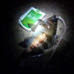 本荘人工島、メバリング、フォールのタイミングで喰ってきました