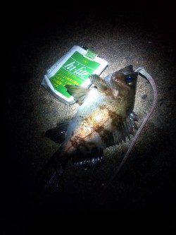 本荘人工島、メバリング、フォールのタイミングで喰ってきました