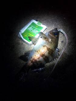 本荘人工島、メバリング、フォールのタイミン…