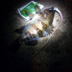 本荘人工島、メバリング、フォールのタイミングで喰ってきました