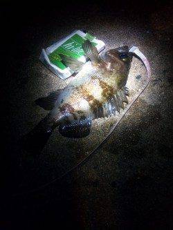 本荘人工島、メバリング、フォールのタイミングで喰ってきました