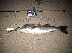 舞子シーバス釣行【今年初シーバスが釣れました！】