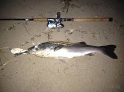 舞子シーバス釣行【今年初シーバスが釣れまし…