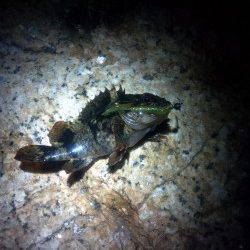 本荘人工島周辺でメバリング、活性は↑