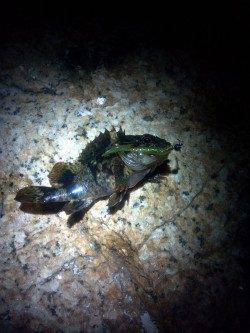 本荘人工島周辺でメバリング、活性は↑