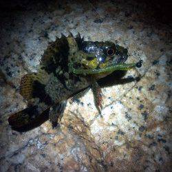 本荘人工島周辺でメバリング、活性は↑