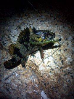 本荘人工島周辺でメバリング、活性は↑