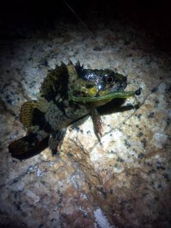 本荘人工島周辺でメバリング、活性は↑