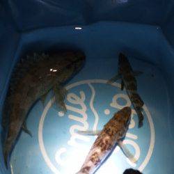 仕事終わりにメバリング in 舞子