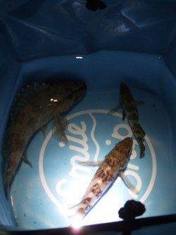 仕事終わりにメバリング in 舞子