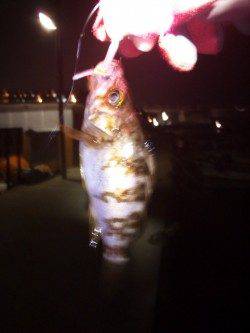 仕事終わりにメバリング in 舞子