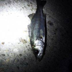 アジュール舞子～西舞子でのメバリング釣果