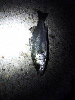 アジュール舞子～西舞子でのメバリング釣果