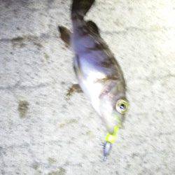 アジュール舞子～西舞子でのメバリング釣果