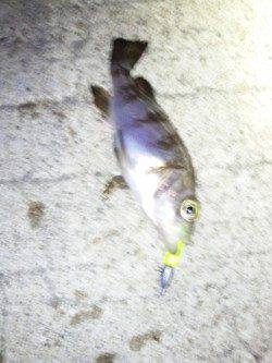 アジュール舞子～西舞子でのメバリング釣果