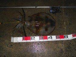 神谷の工場波止 半夜のヤエンでアオリイカ 0.8kg,1.3kg,2.1kg 3ハイ