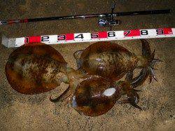 神谷の工場波止 半夜のヤエンでアオリイカ 0.8kg,1.3kg,2.1kg 3ハイ