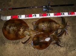 神谷の工場波止 半夜のヤエンでアオリイカ …