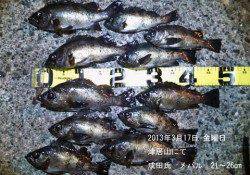 津居山 メバルの好釣果出てます