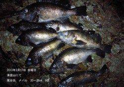 津居山 メバルの好釣果出てます