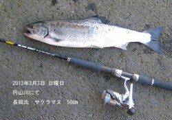 サクラマスのルアーゲーム！円山川