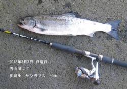 サクラマスのルアーゲーム！円山川