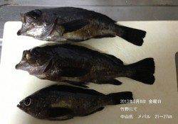 竹野港で最大27cmのメバルＧＥＴ♪