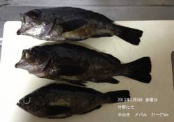 竹野港で最大27cmのメバルＧＥＴ♪