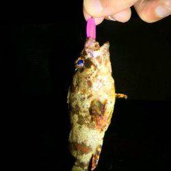 魚住漁港 ガシリングでタケノコメバル＆ガシラ