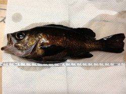 大蔵海岸 メバリングでメバル2匹も納得サイズ☆