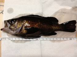 大蔵海岸 メバリングでメバル2匹も納得サイ…